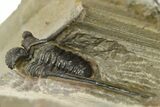 Long-Spined Cyphaspis Trilobite - One Half Prepared #283853-3